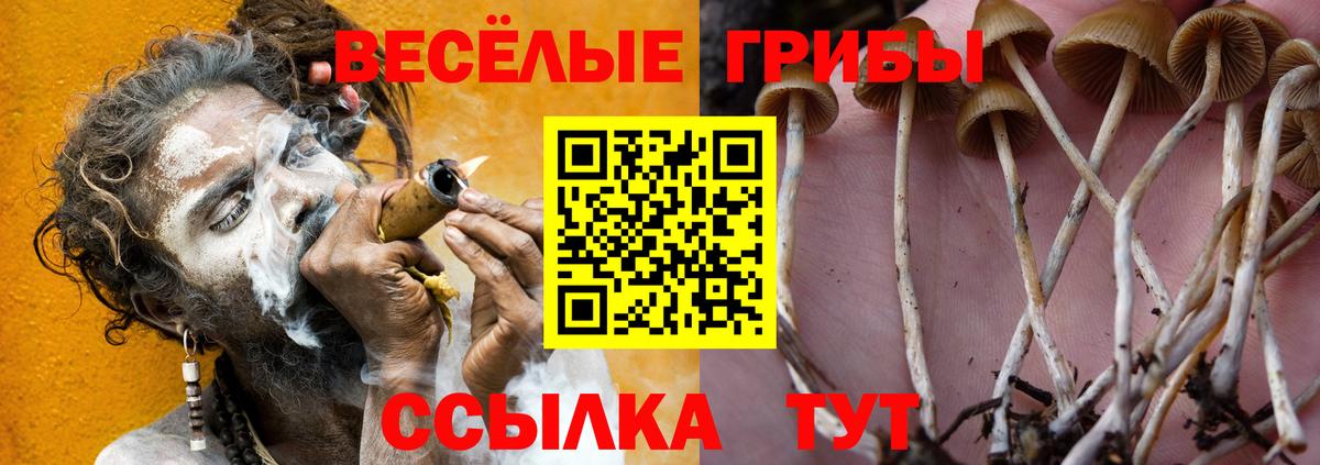 купить наркотик  Галлюциногенные грибы MAGIC MUSHROOMS  Белебей  Вход с VPN  Псилоцибиновые грибы GOLDEN TEACHER 